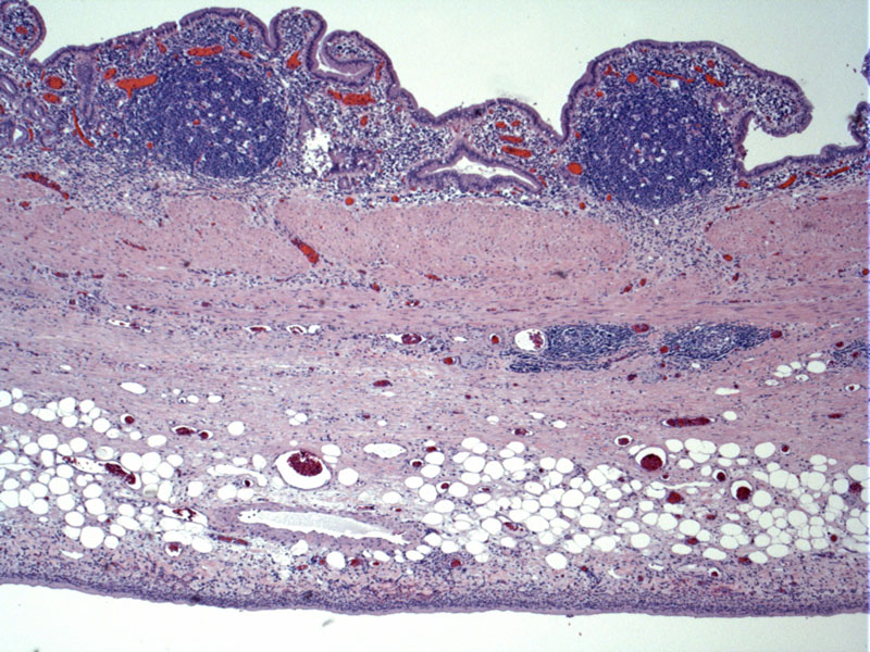 Path Image